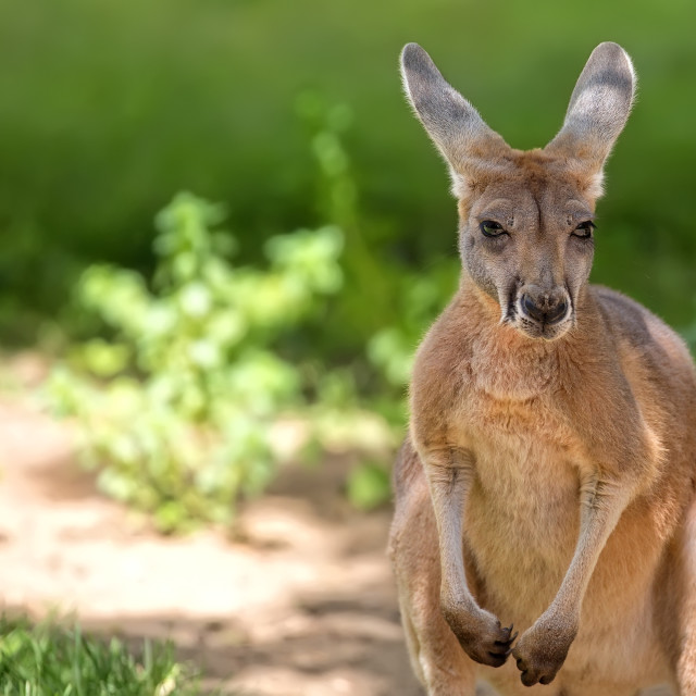 "Kangaroo in the clearing, portrait" stock image