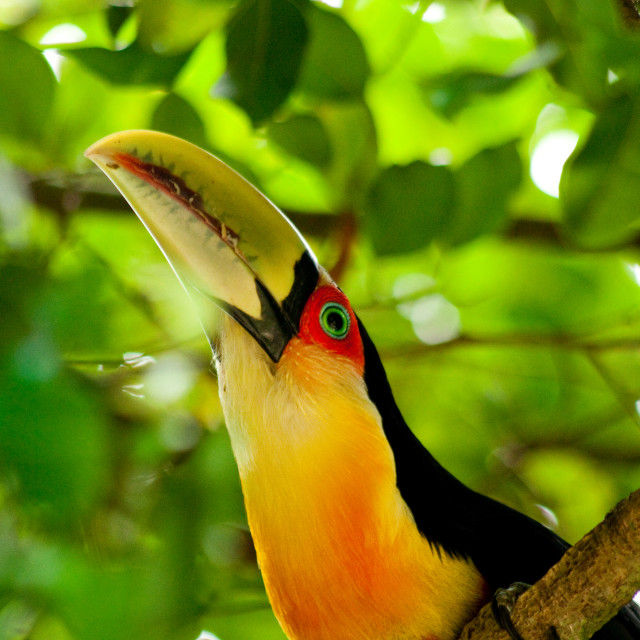 "Tucano" stock image