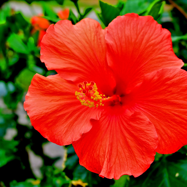 "Burst of Red Flower" stock image