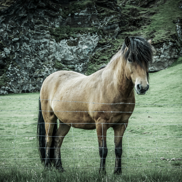 "horse" stock image