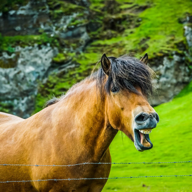 "horse" stock image