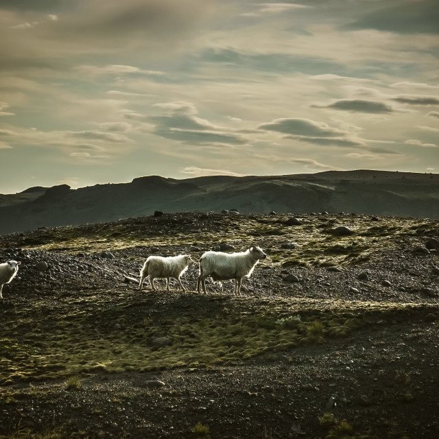 "sheep" stock image