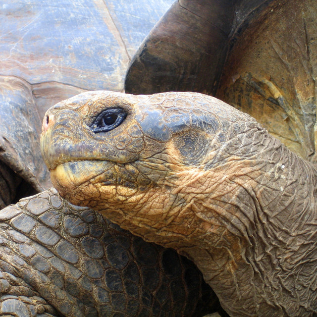 "Giant Tortoises" stock image