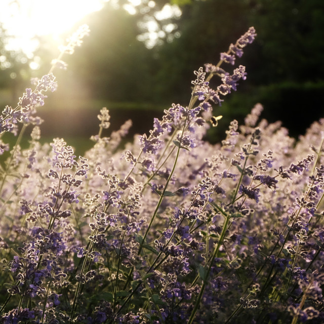"Sunlight Purple Flowers & Bee" stock image