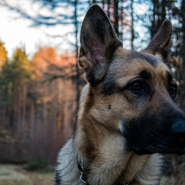 "German Shepherd in Scottish woodland" stock image
