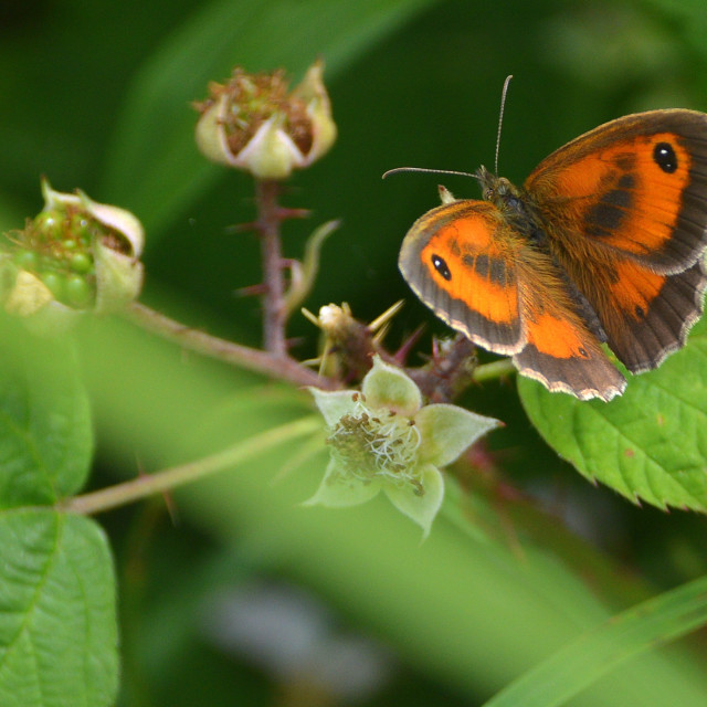 "The Gatekeeper" by Keith MacIntosh FRGS - $12.28 "The Gatekeeper" stock image