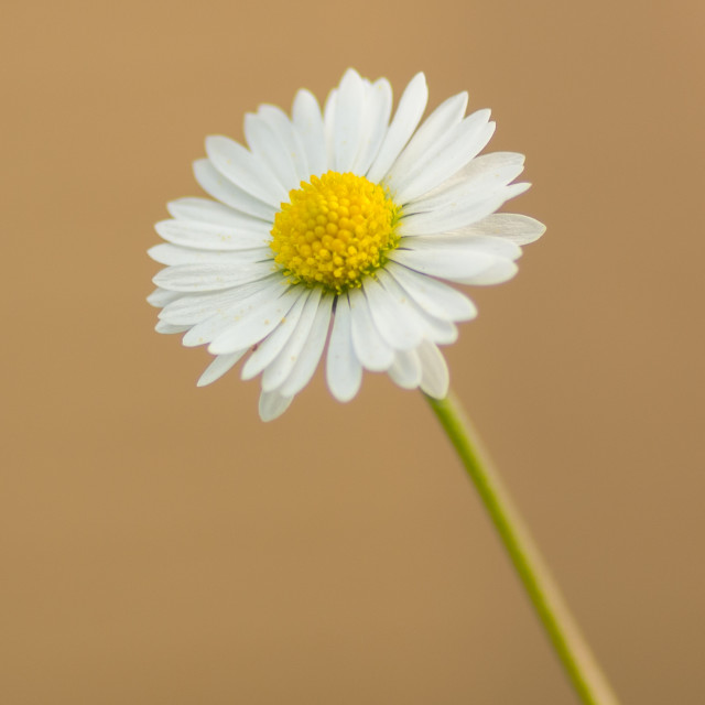 "A Daisy" stock image