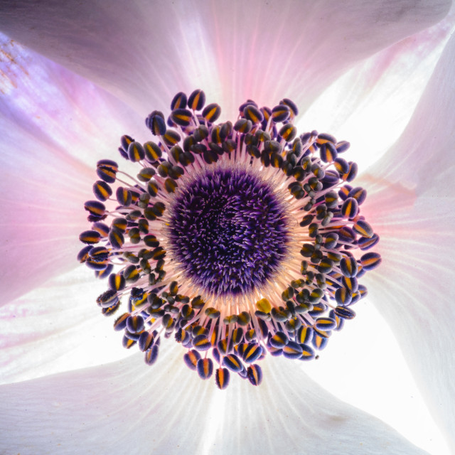 "Heart of a Flower" stock image