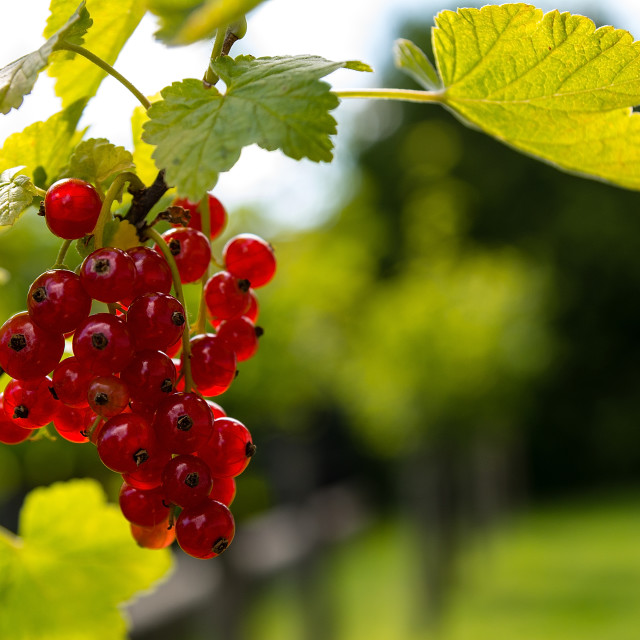 "Red Currant" stock image