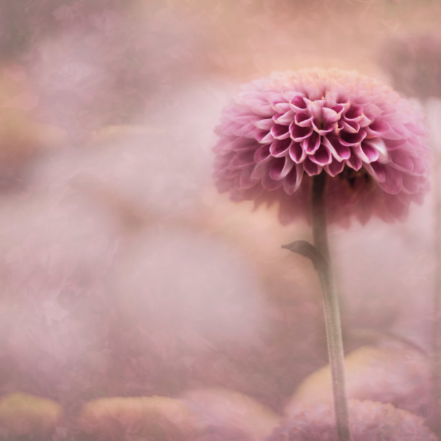 "Fairy dreams" stock image