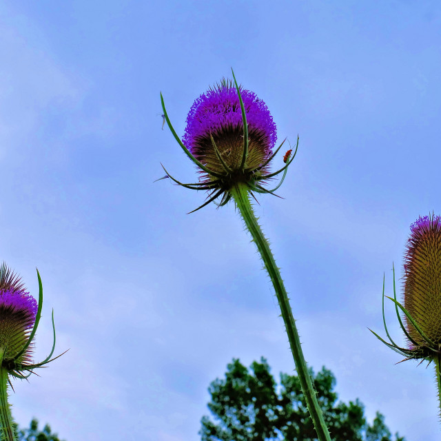 "Thistles w/ Insects" stock image