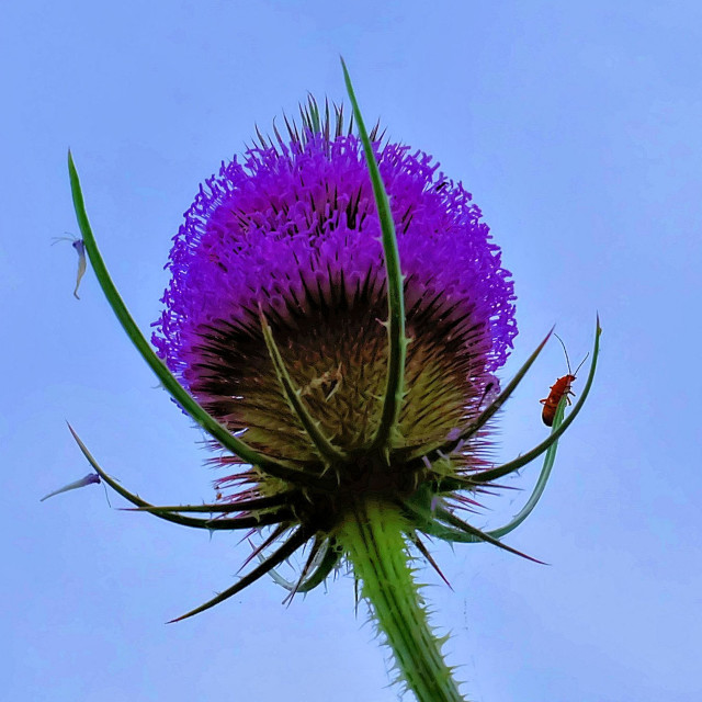 "Thistles w/ Insects Close Up" stock image