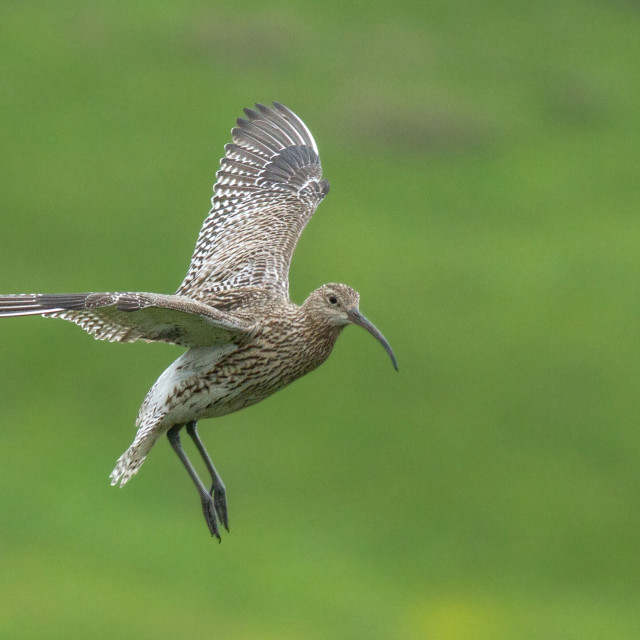 "Curlew" stock image