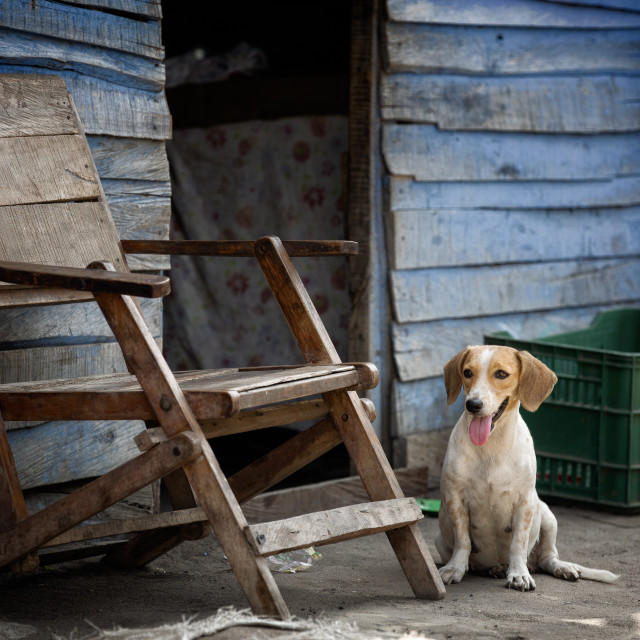 "A dog sits by a wooden chair next to a slum in Barranquilla, Colombia" stock image