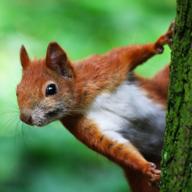 "Red Squirrel" stock image