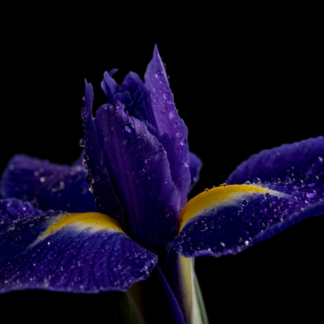 "Iris on black background" stock image