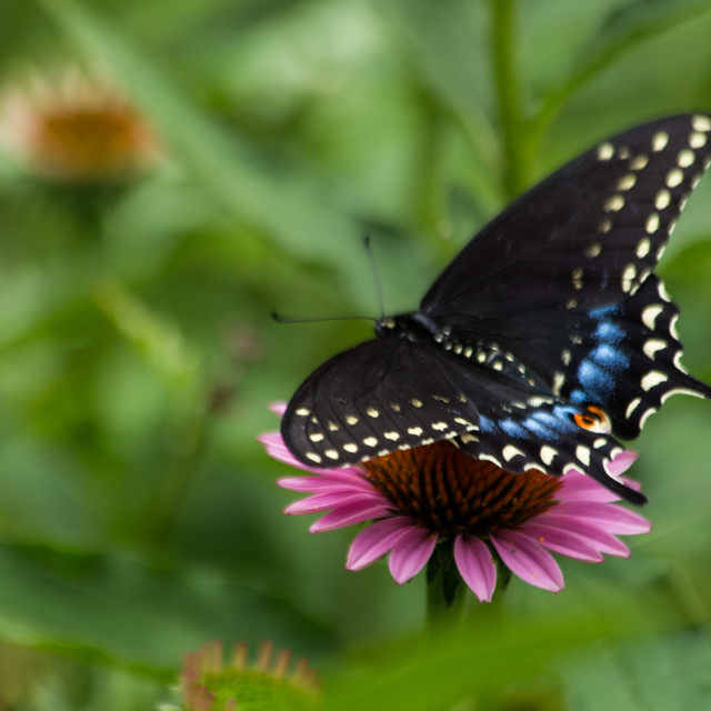 "Butterfly on Flower" stock image