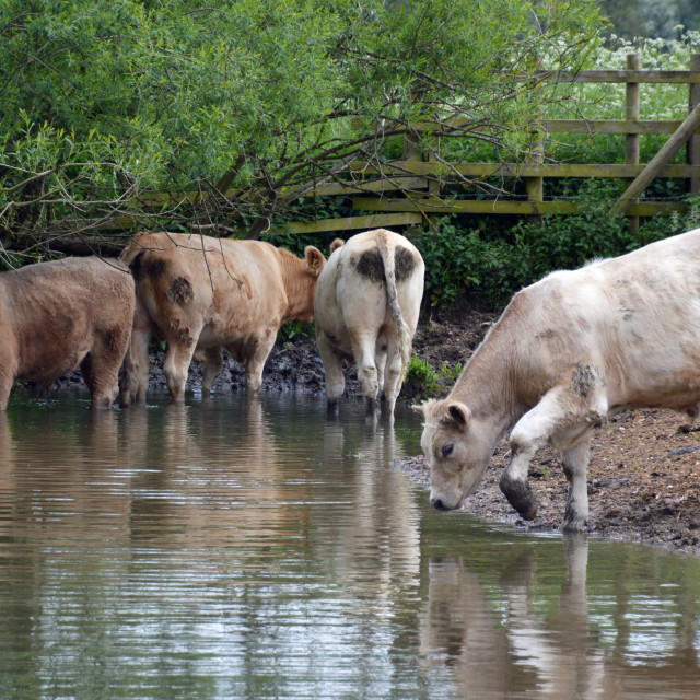 "Thirsty cows" stock image