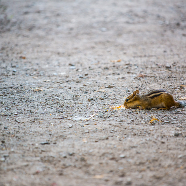 "Chipmunk" stock image