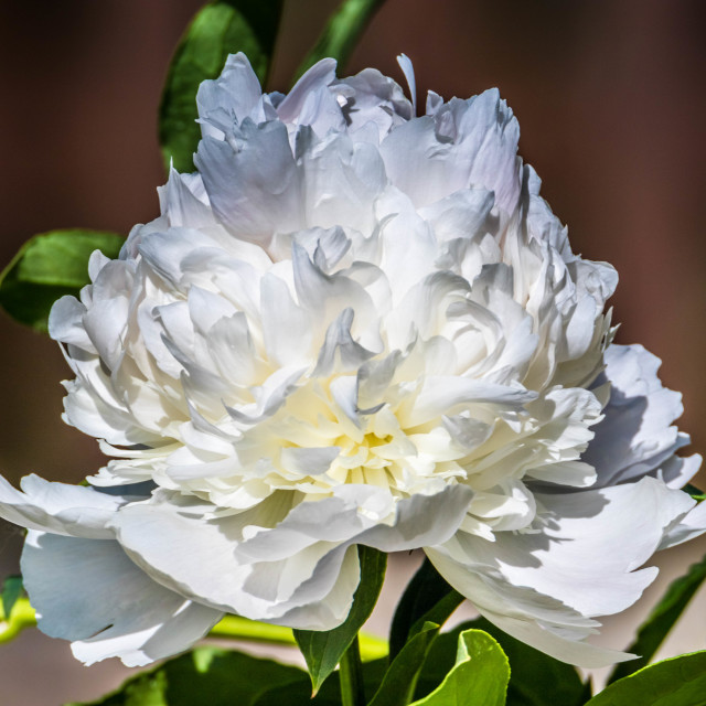 "White Flower" stock image