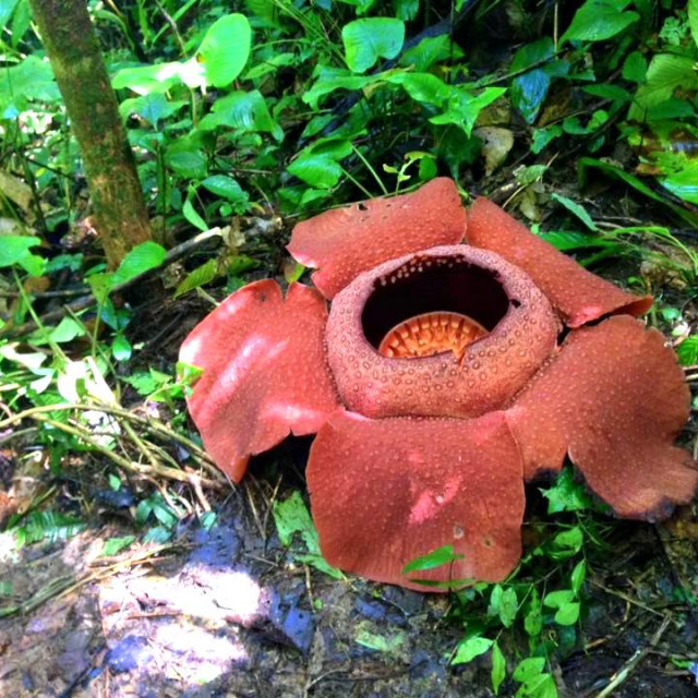 "Rafflesia flower, Malaysia" stock image