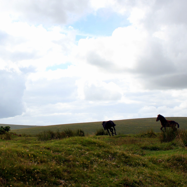 "Dartmoor ponies" stock image