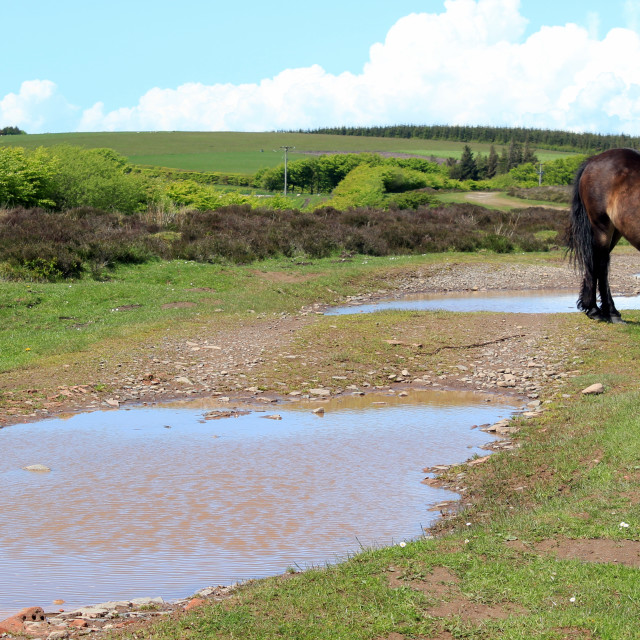 "Exmoor Ponies" stock image