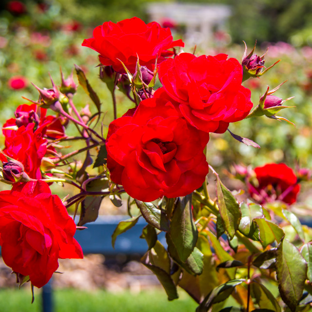 "Red Roses" stock image