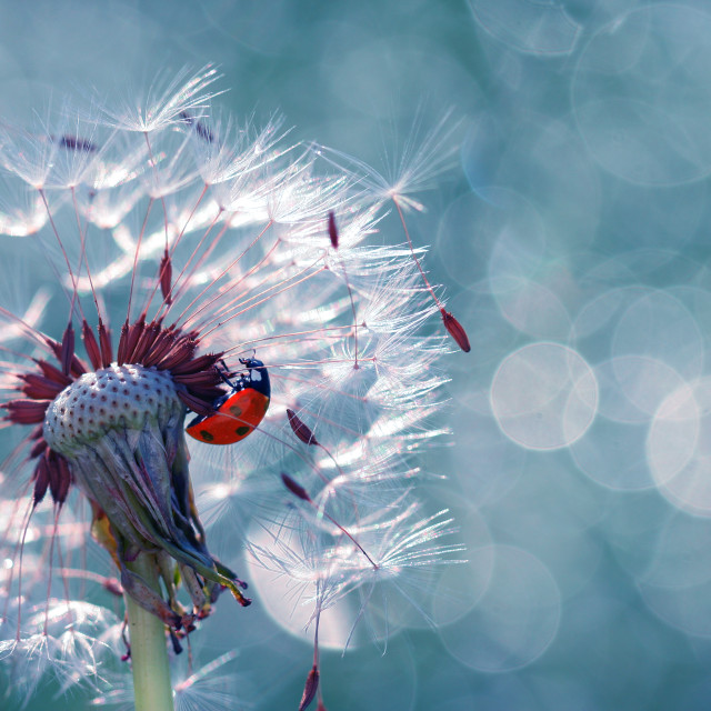 "A little red ladybug" stock image