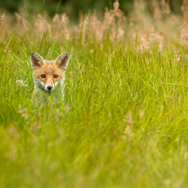 "Red Fox peering through the grass" stock image