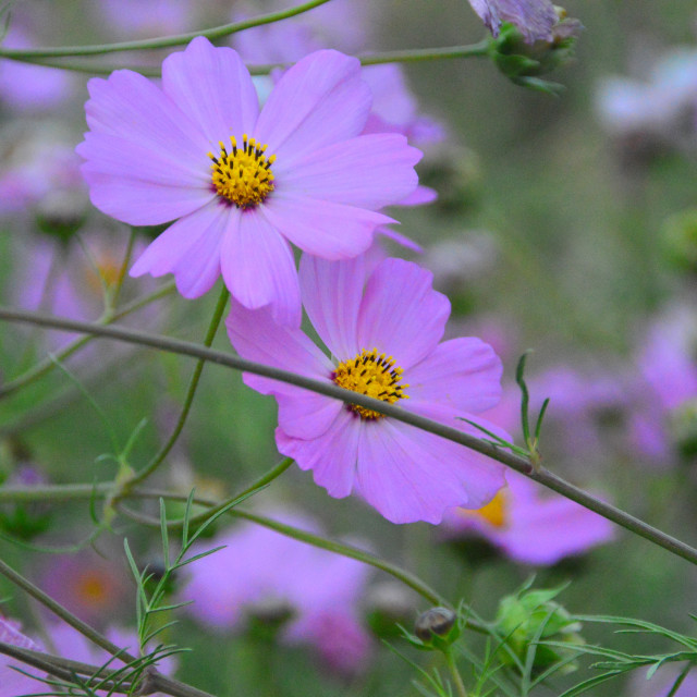 "Flowers of Babur" stock image