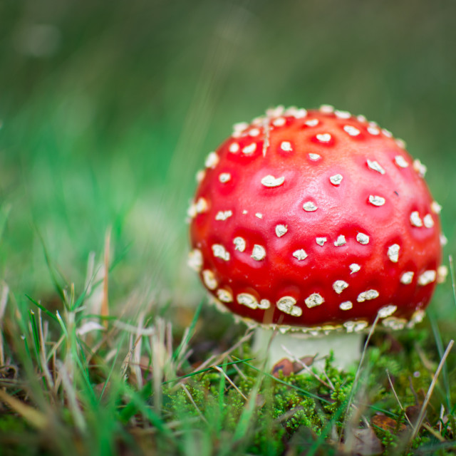 "Fly Agaric Toadstool Closeup" stock image