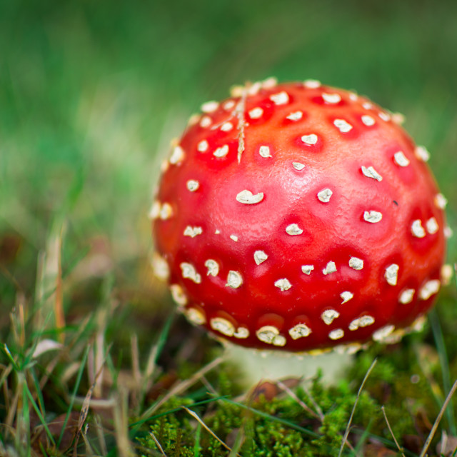 "Fly Agaric Toadstool Closeup" stock image