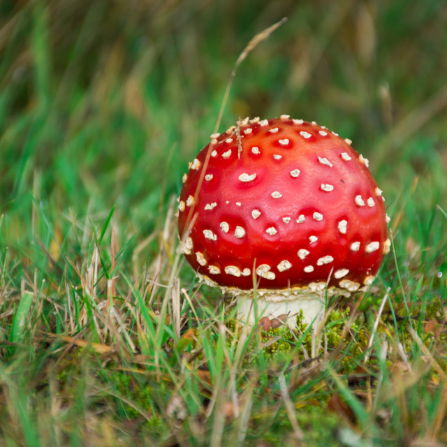 "Fly Agaric Toadstool Closeup" stock image