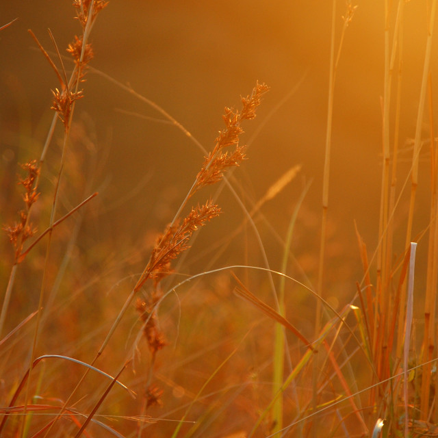 "Morning Light" by Keith MacIntosh FRGS - $12.22 "Morning Light" stock image