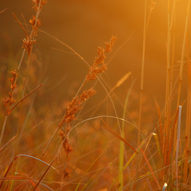 "Morning Light" stock image