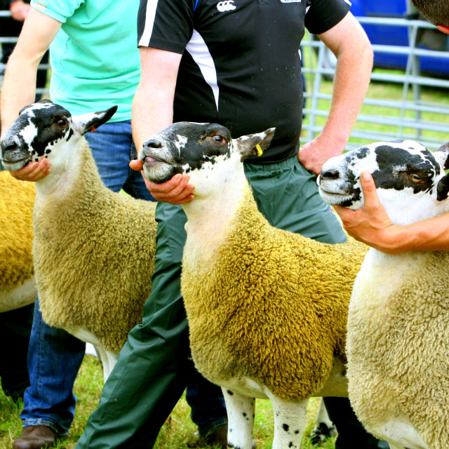 "Prize Sheep on Show" stock image