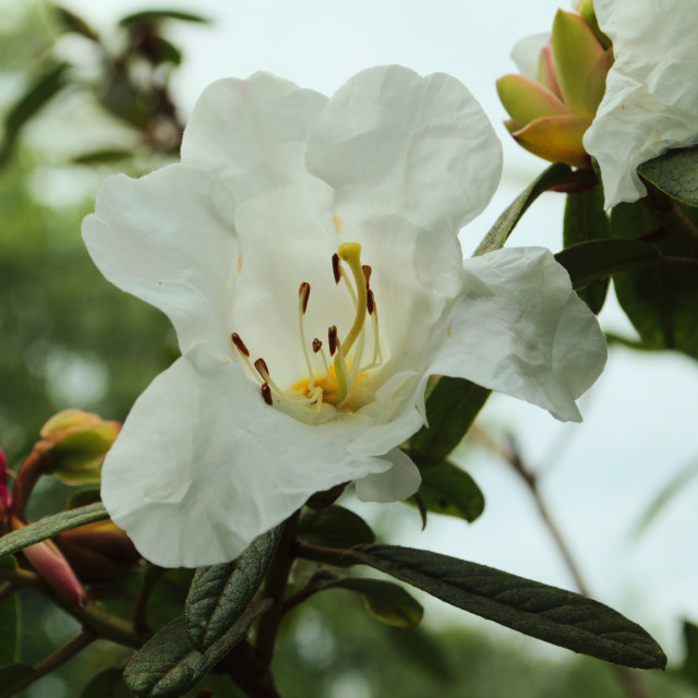 "Daguo Dujuan Flower" stock image