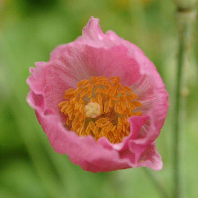 "Nepal Poppy" stock image