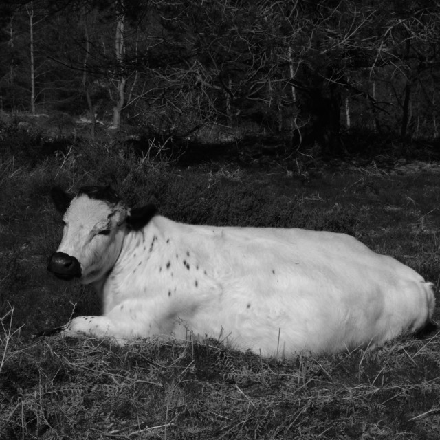 "White Cow Luxuriates" stock image