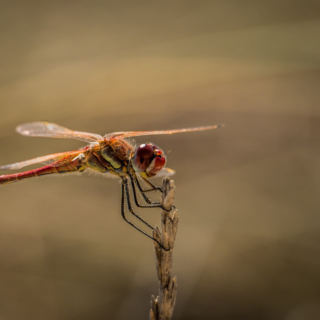 "Dragonfly" stock image