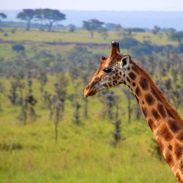 "Camelopardis" by Keith MacIntosh FRGS - $12.28 "Camelopardis" stock image