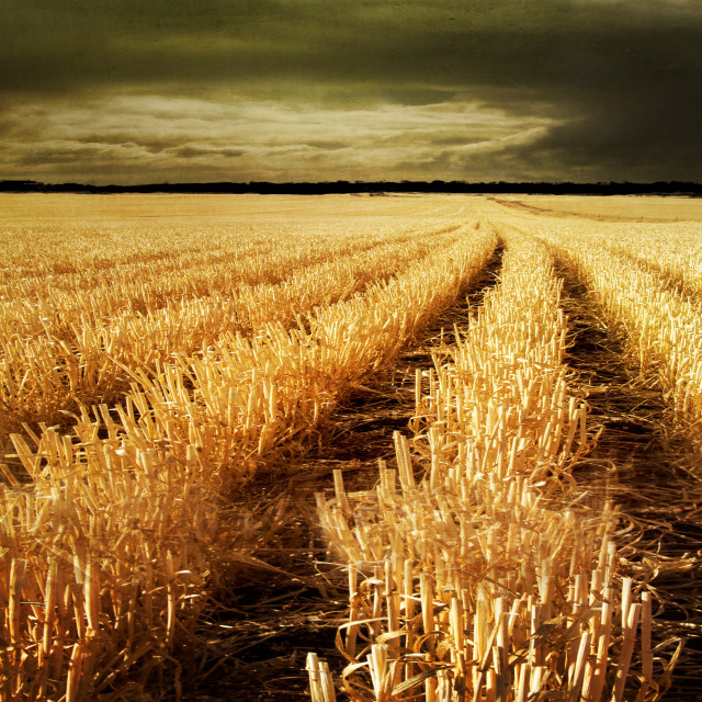 "Wheat Stubble: Lake Dumbleyung, Western Australia" stock image