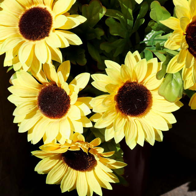 "Sunflower Triangle" stock image