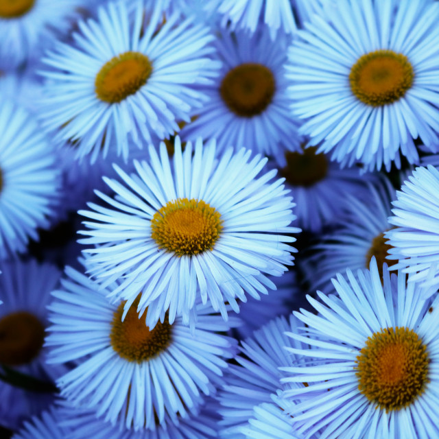 "Daisy Layers" stock image