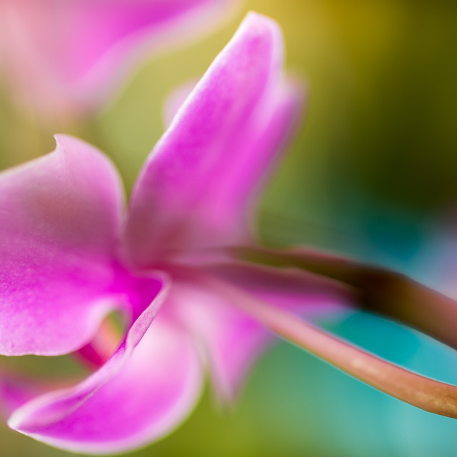 "The orchid" stock image