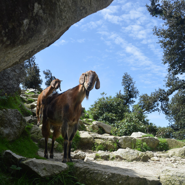 "Himalayan Roadblock" stock image