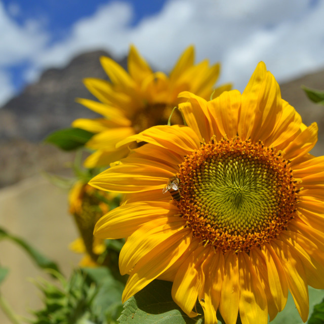 "In the Sun" stock image