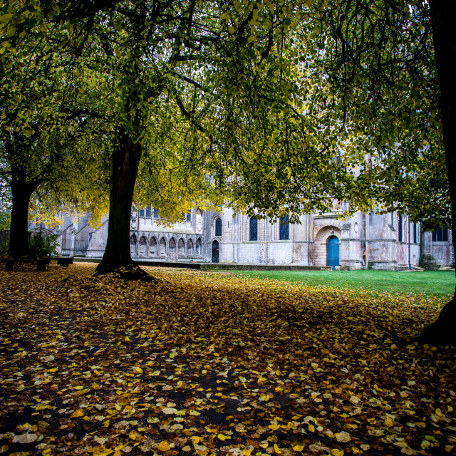 "Autumn Trees" stock image