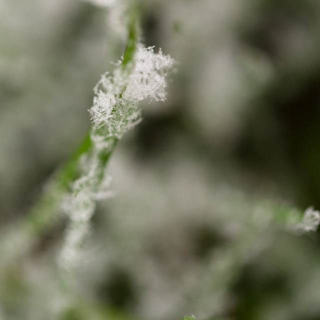 "Close up of frost on grass" stock image